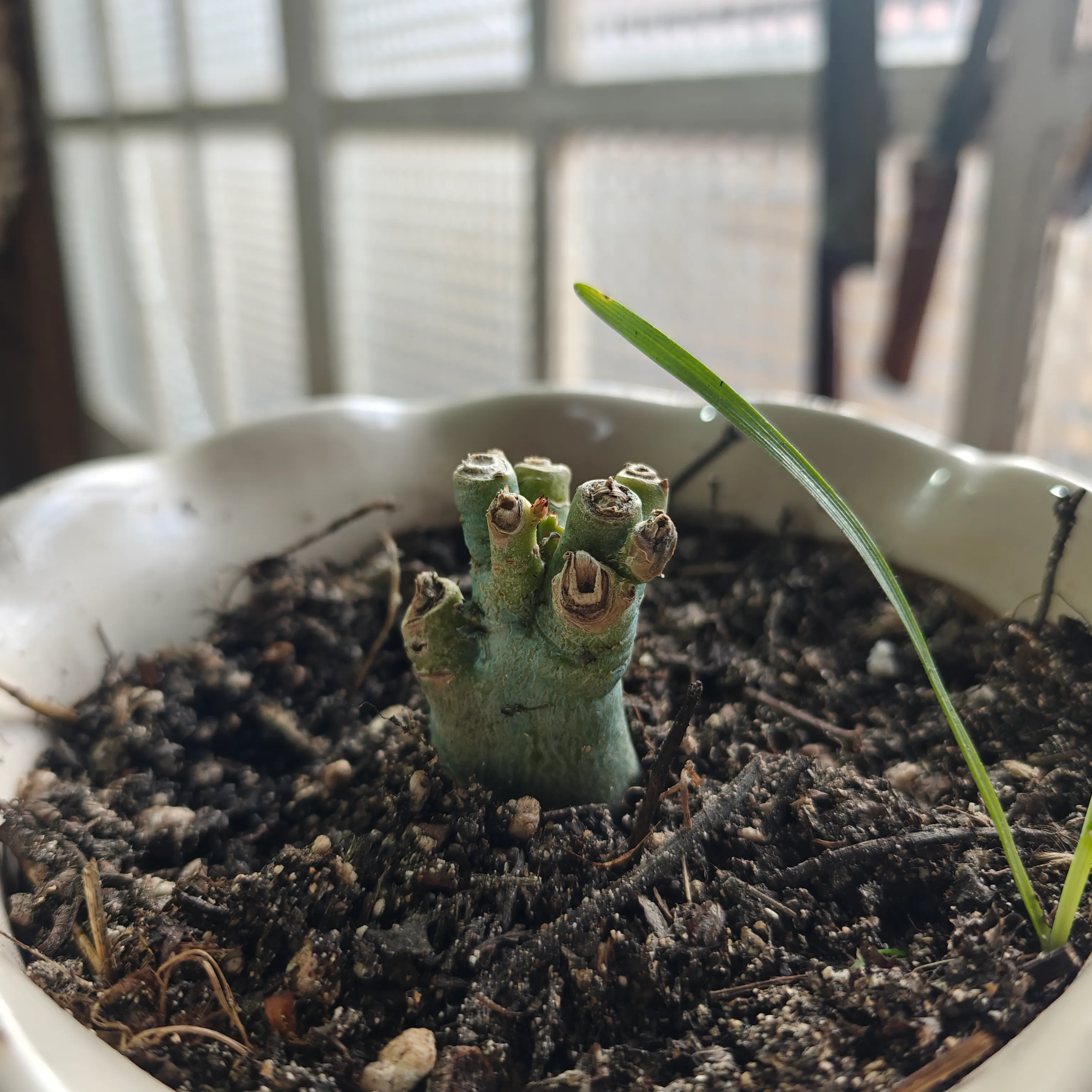 Adenium Obesum