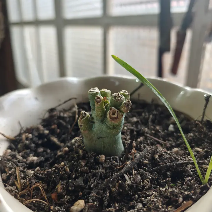 Adenium Obesum 1