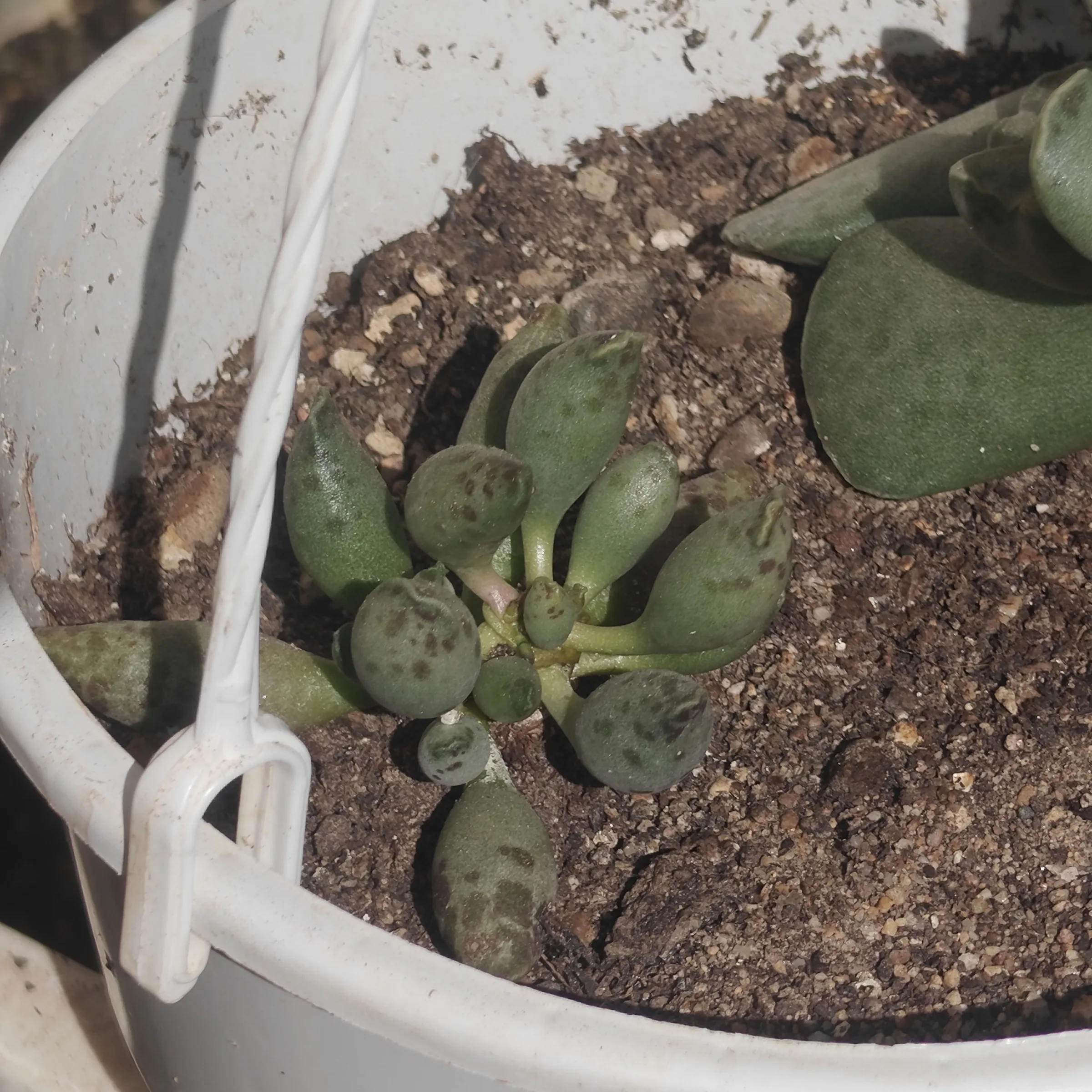 Adromischus Festivus 2