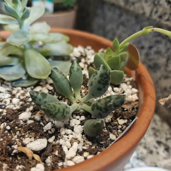 Adromischus Festivus 1
