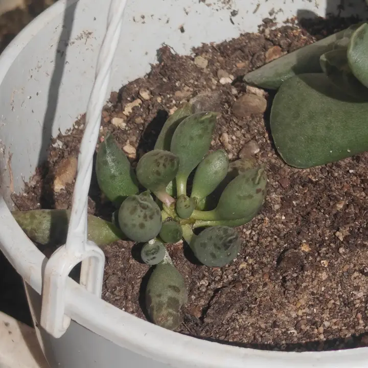 Adromischus Festivus 2