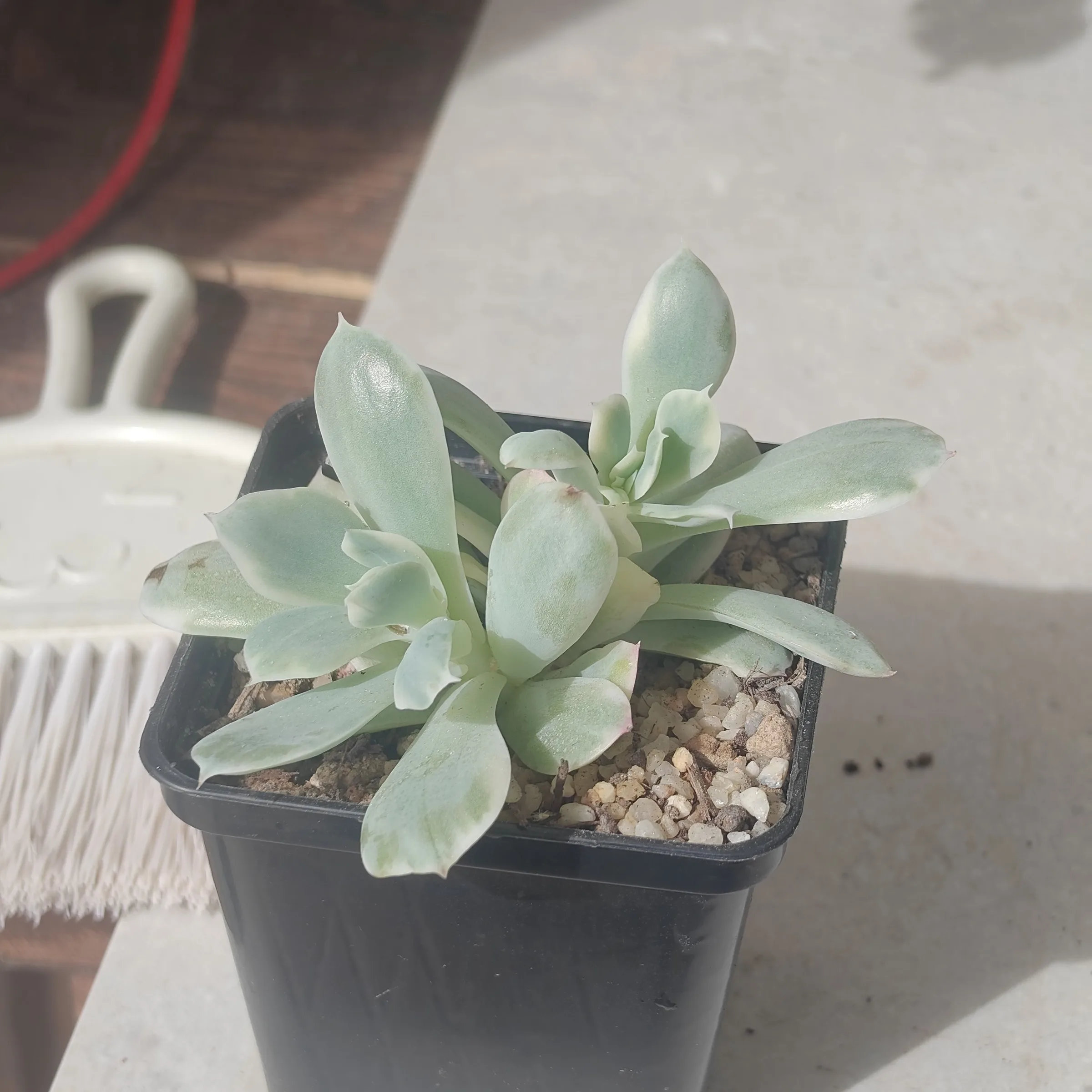 Echeveria Luella Variegada