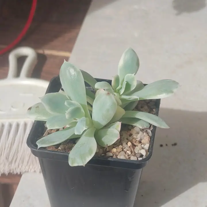 Echeveria Luella Variegada 1