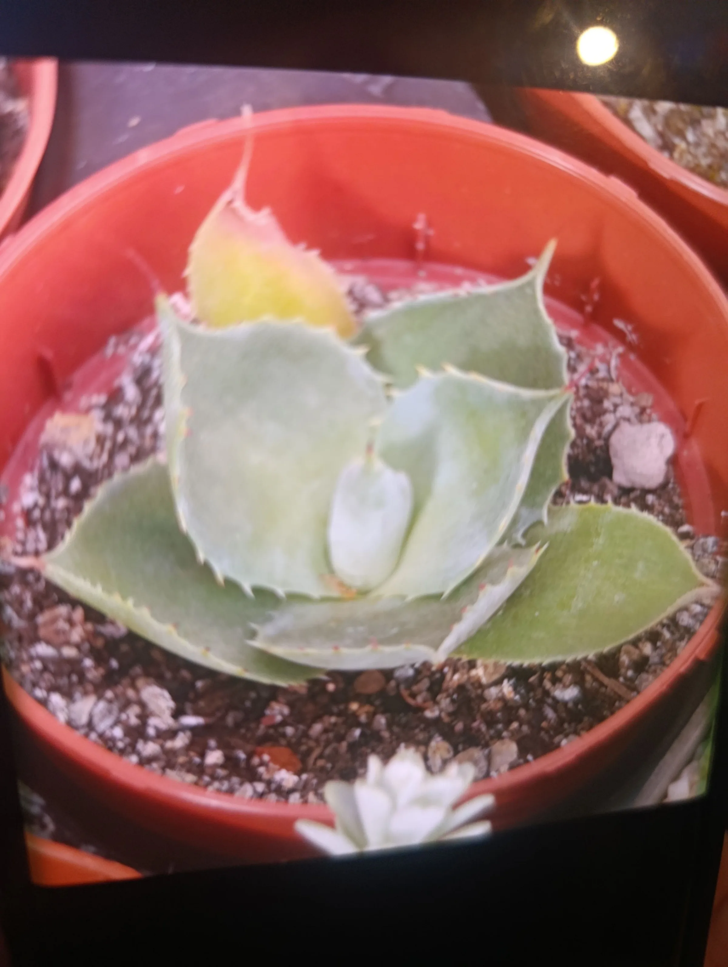 Agave potatorum