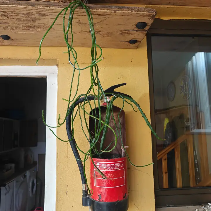 Rhipsalis Extintor 1
