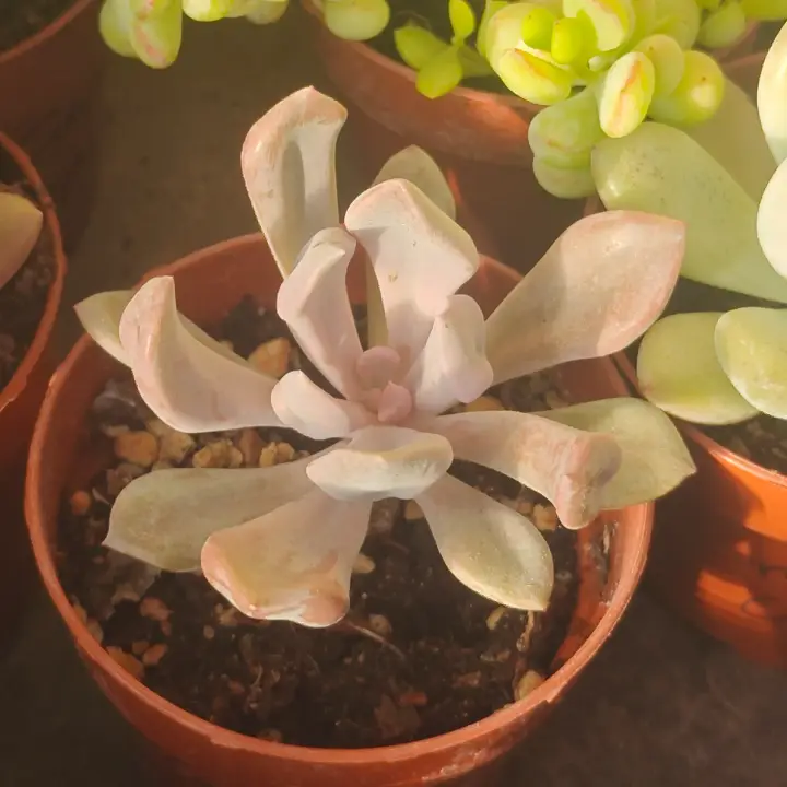 Graptoveria Lilac Spoon 3