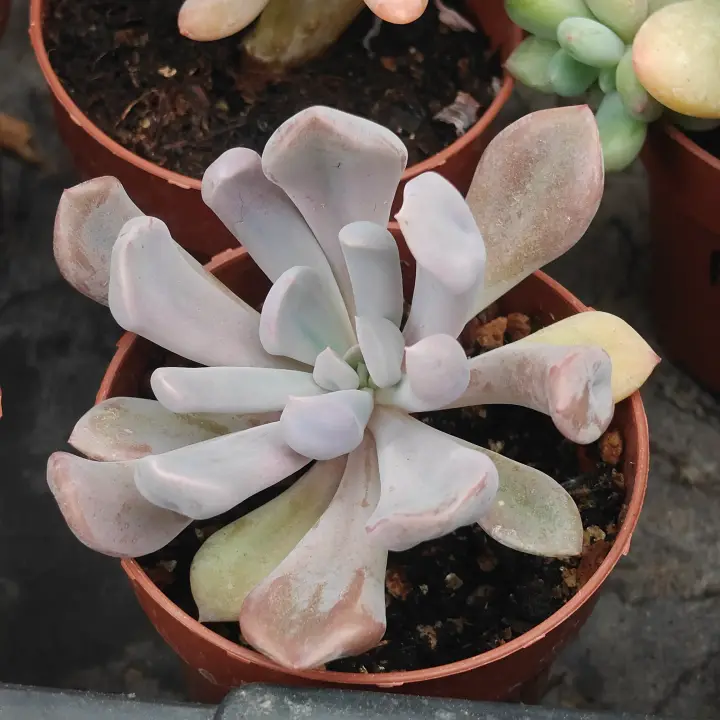Graptoveria Lilac Spoon 2