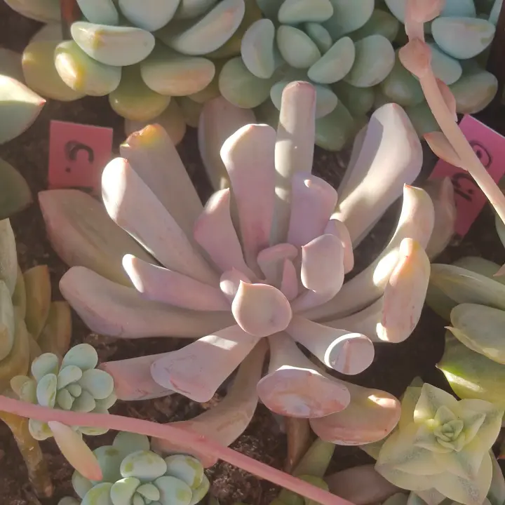 Graptoveria Lilac Spoon 1