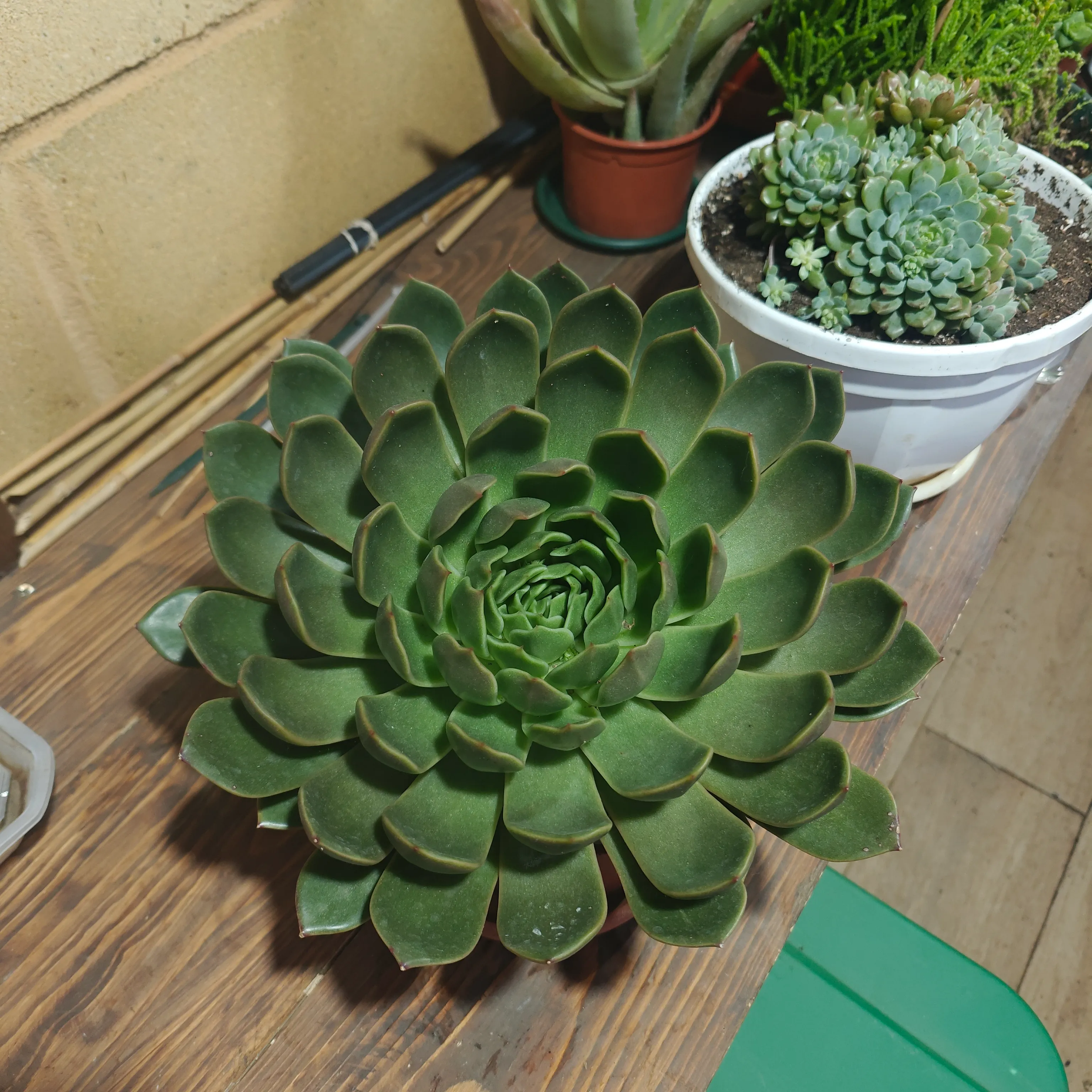 Echeveria agavoides 3
