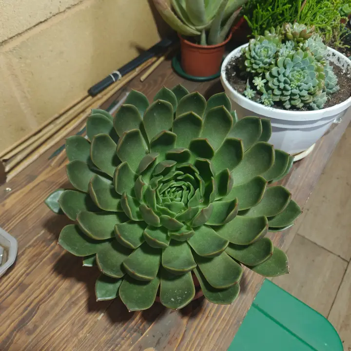 Echeveria agavoides 3