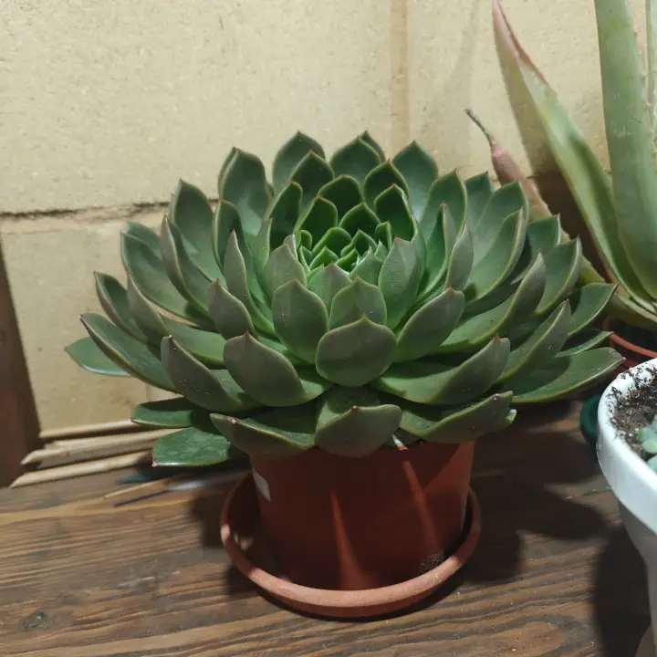 Echeveria agavoides 4