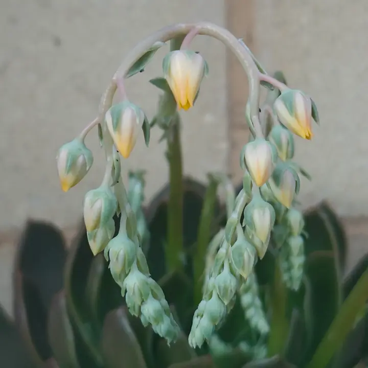 Echeveria agavoides flor 2