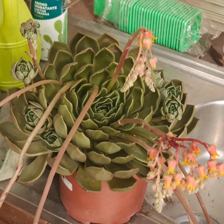 Echeveria agavoides 1
