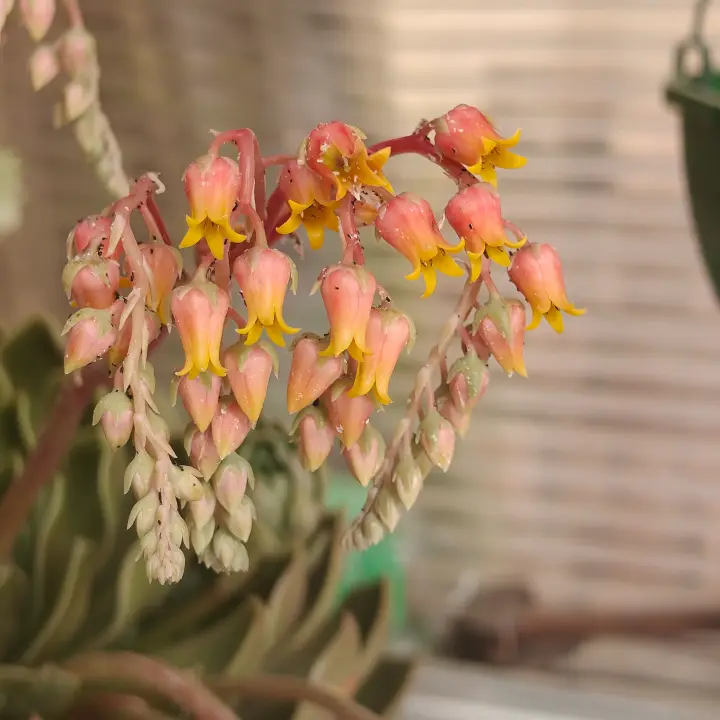 Echeveria agavoides flor 1