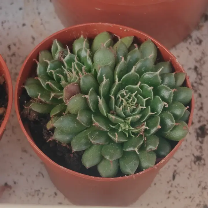 Graptoveria Iona 2