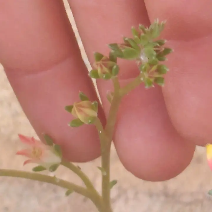 Graptoveria Iona flor 2