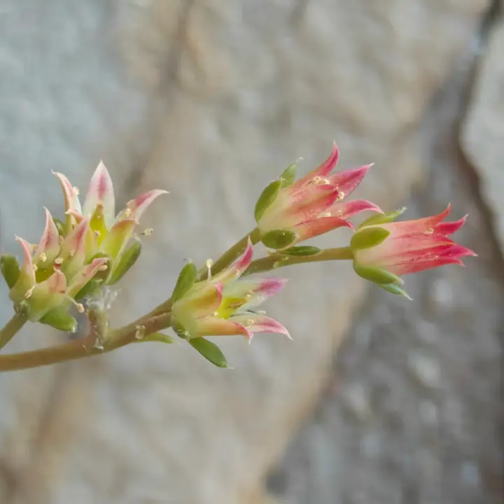 Graptoveria Iona flor 1