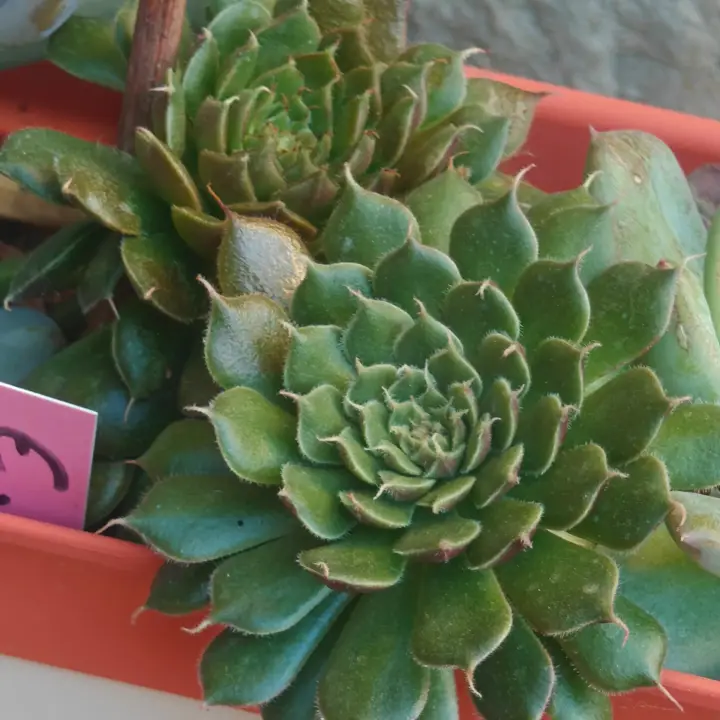 Graptoveria Iona 1