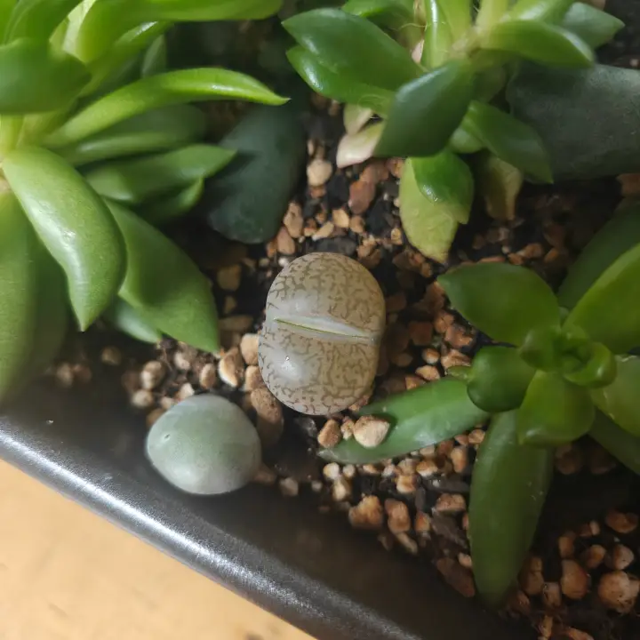 Lithop 1