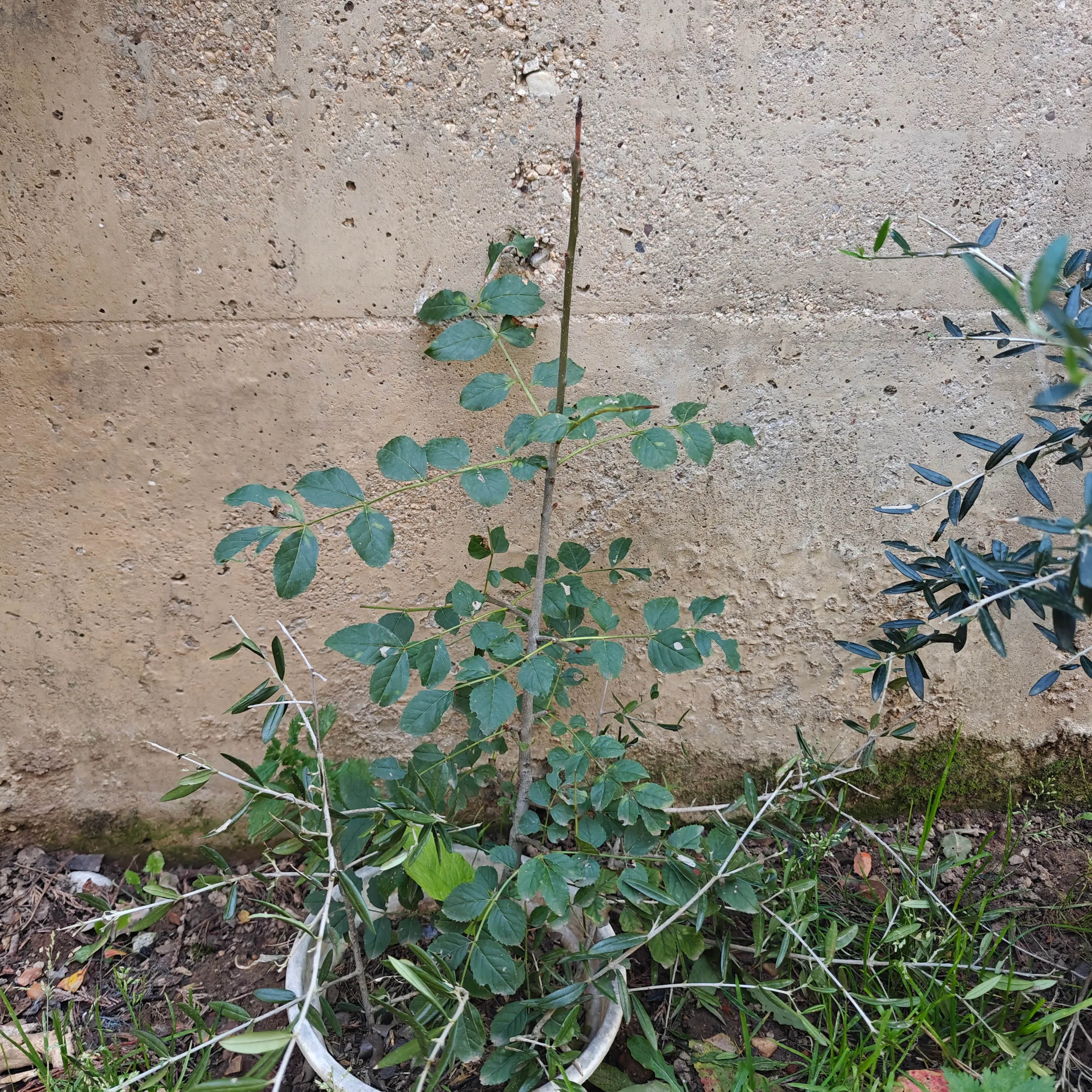 Fraxinus Excelsior