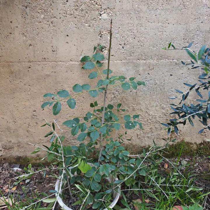 Fraxinus Excelsior 1