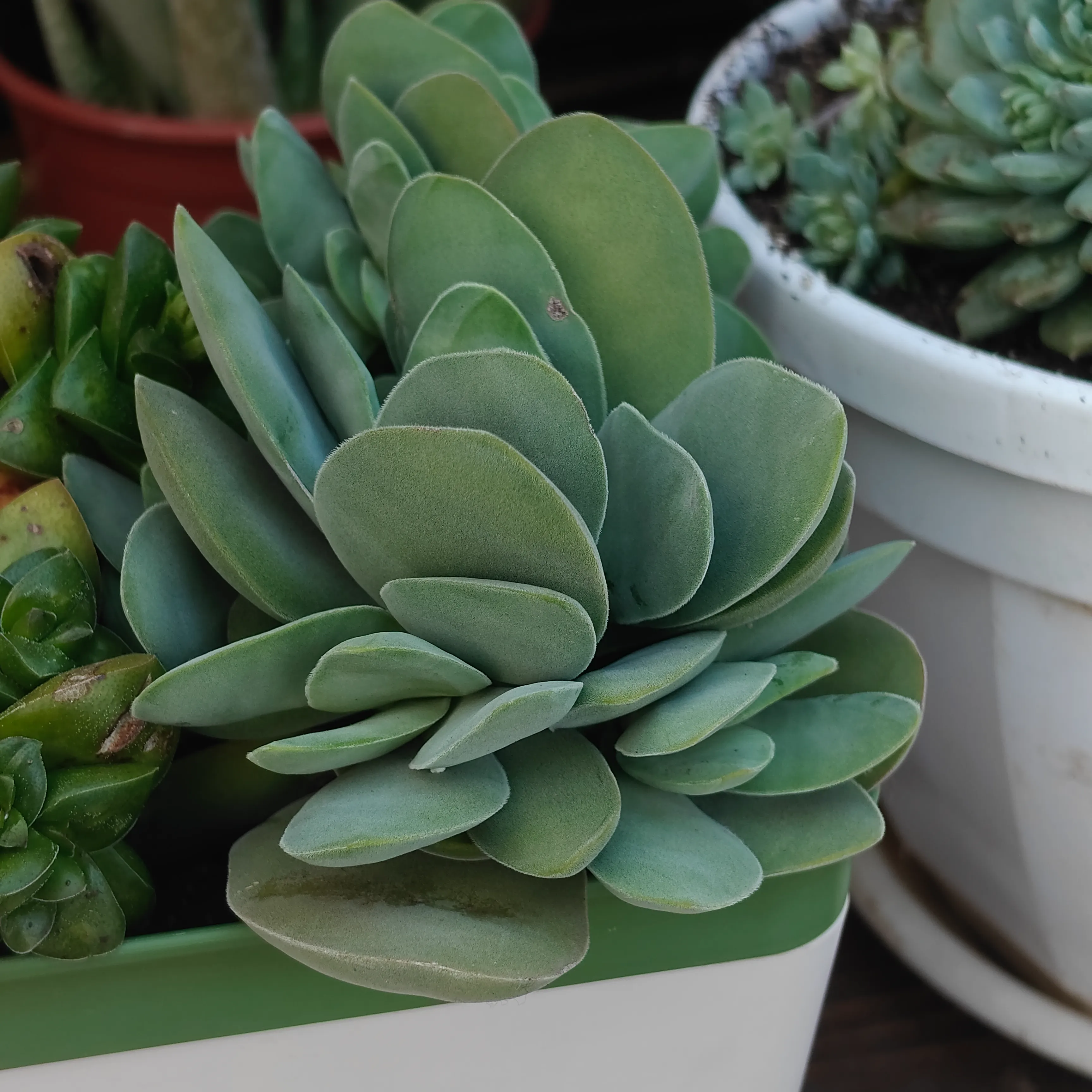 Crassula cotyledonis