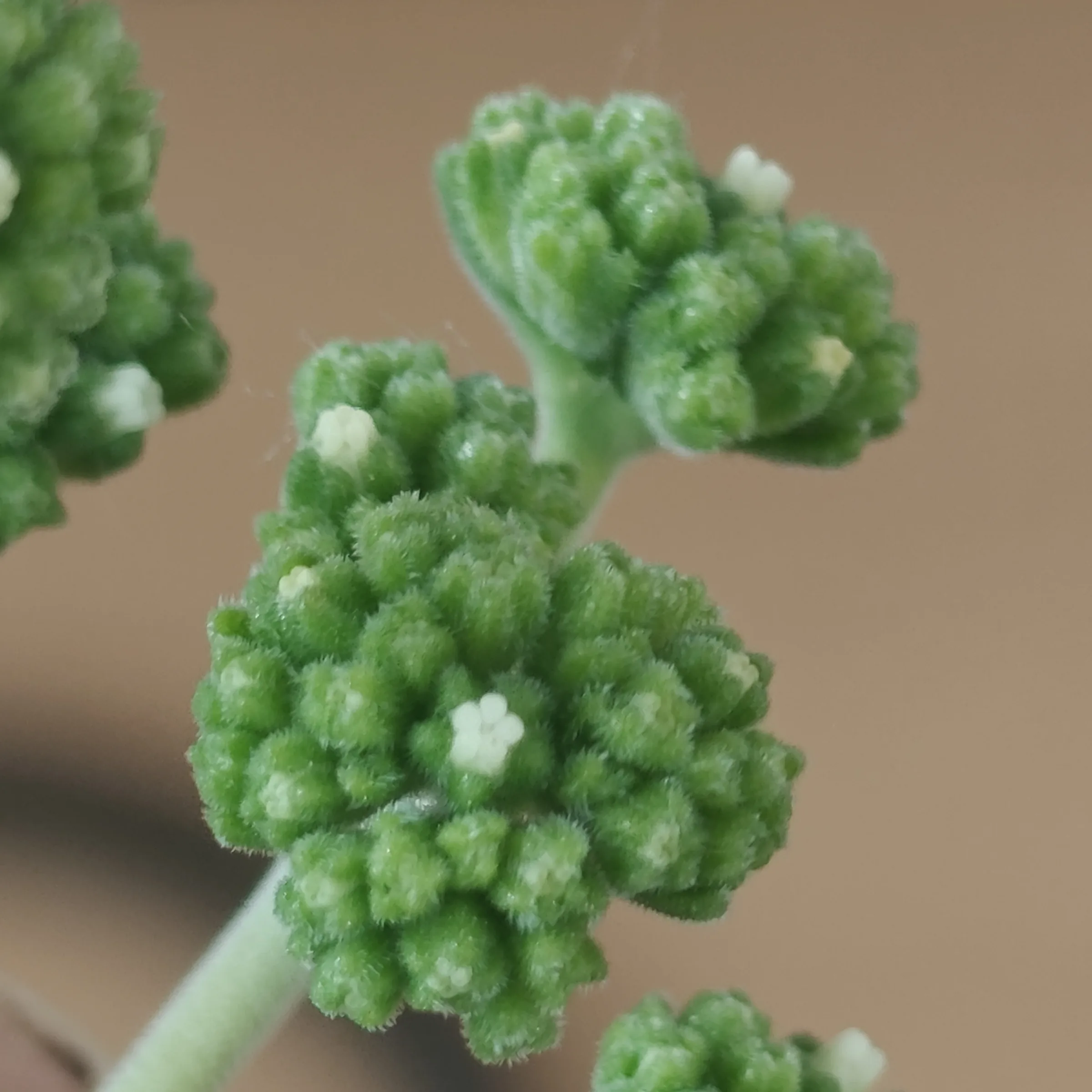 Crassula cotyledonis 2