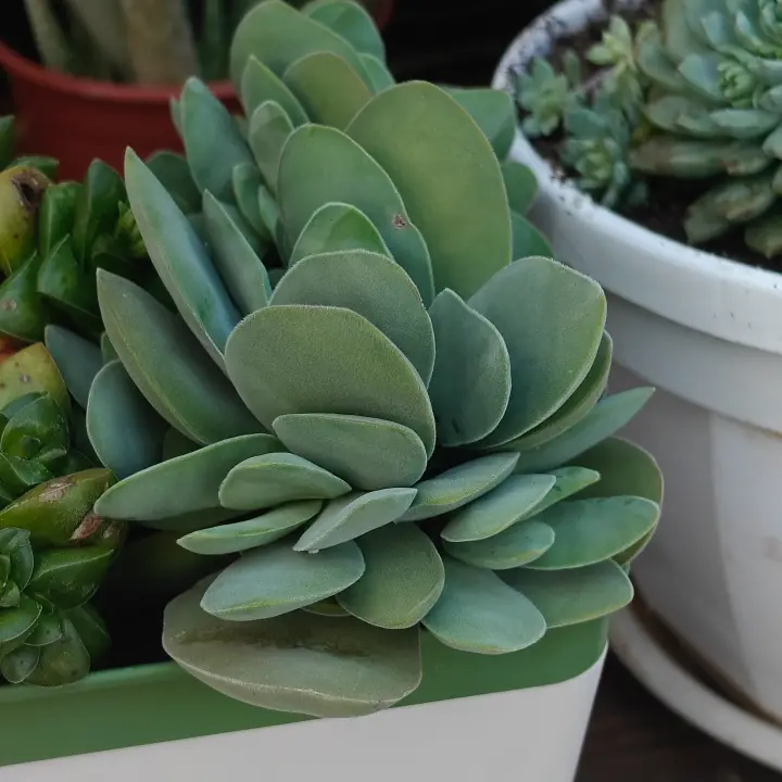 Crassula cotyledonis 1