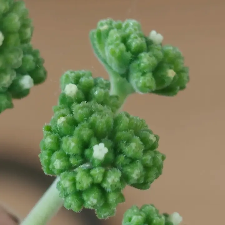 Crassula cotyledonis flor 1