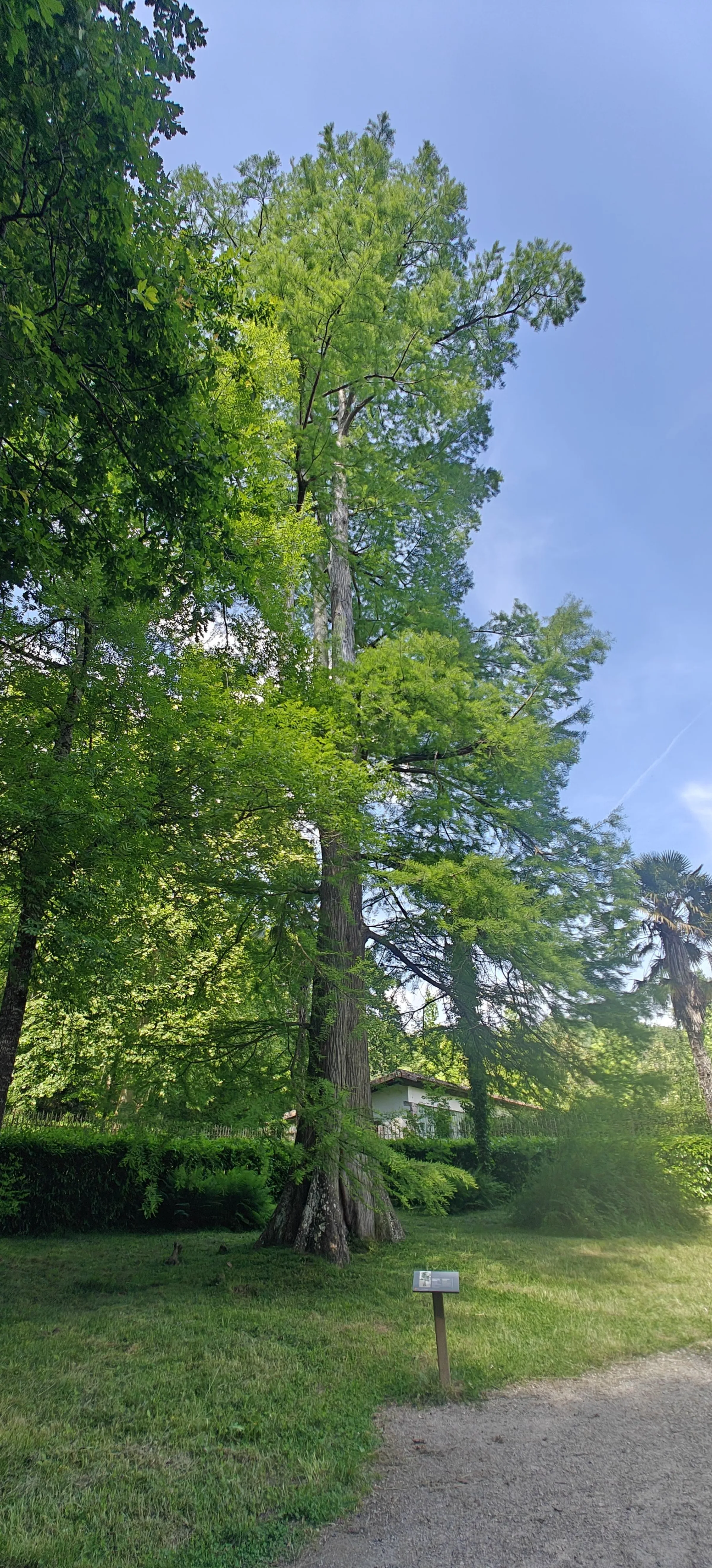 Taxodium distichum 2