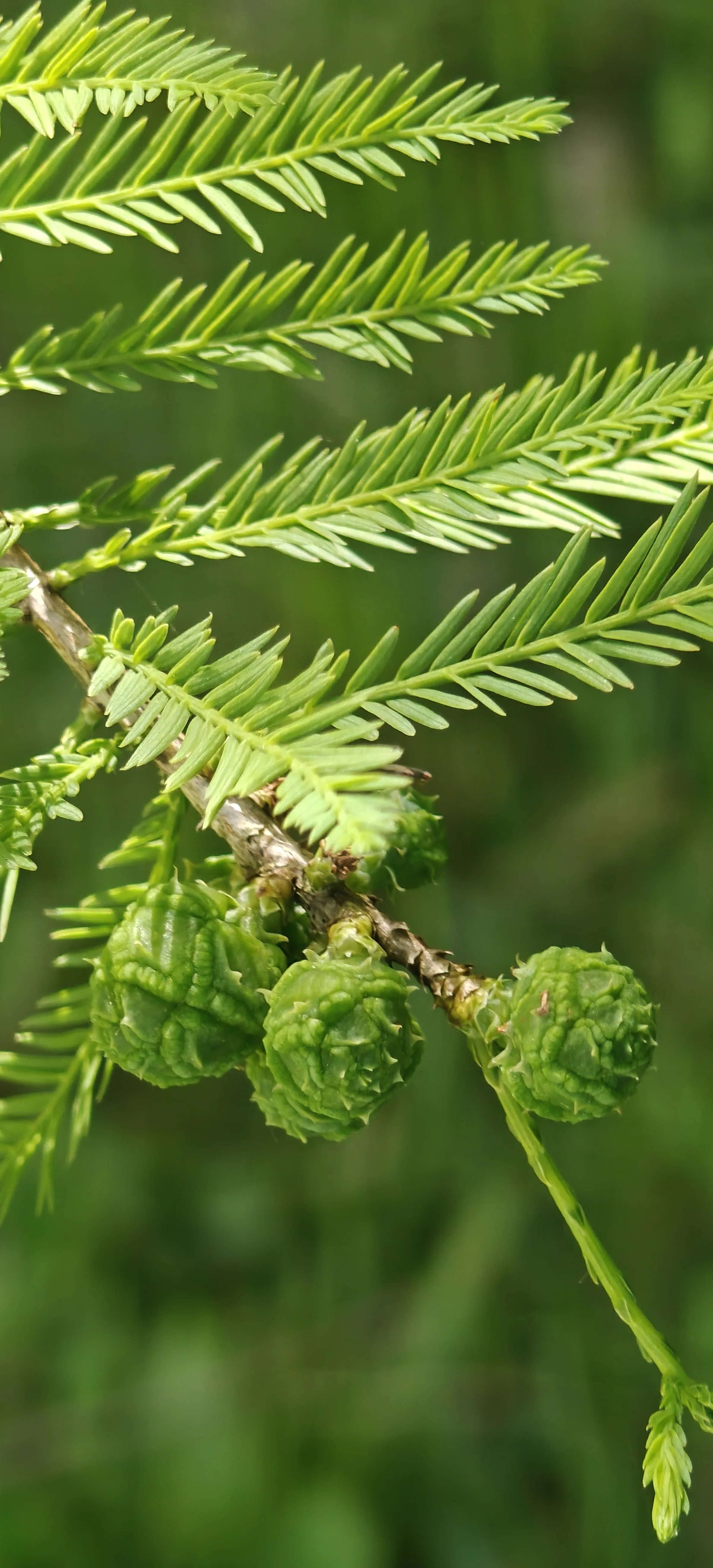 Taxodium distichum