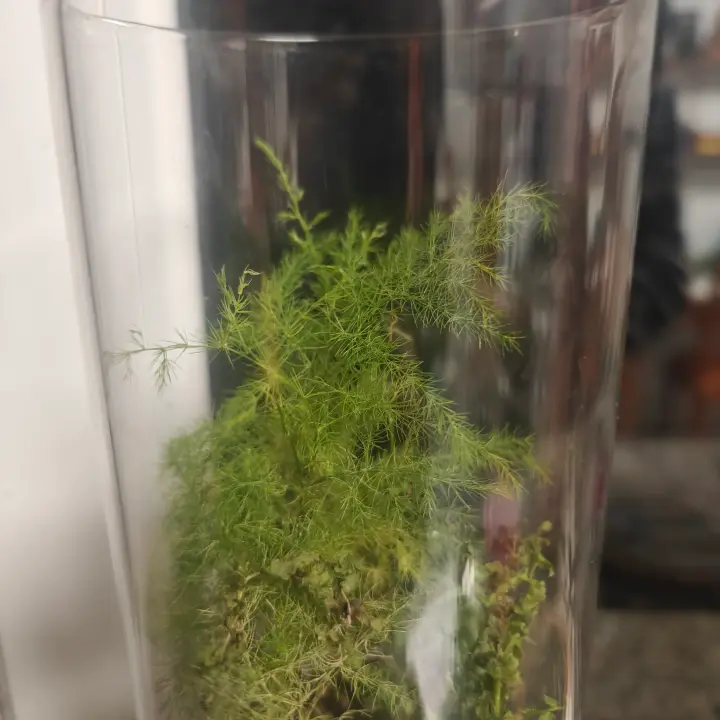 Asparagus Setaceus 1