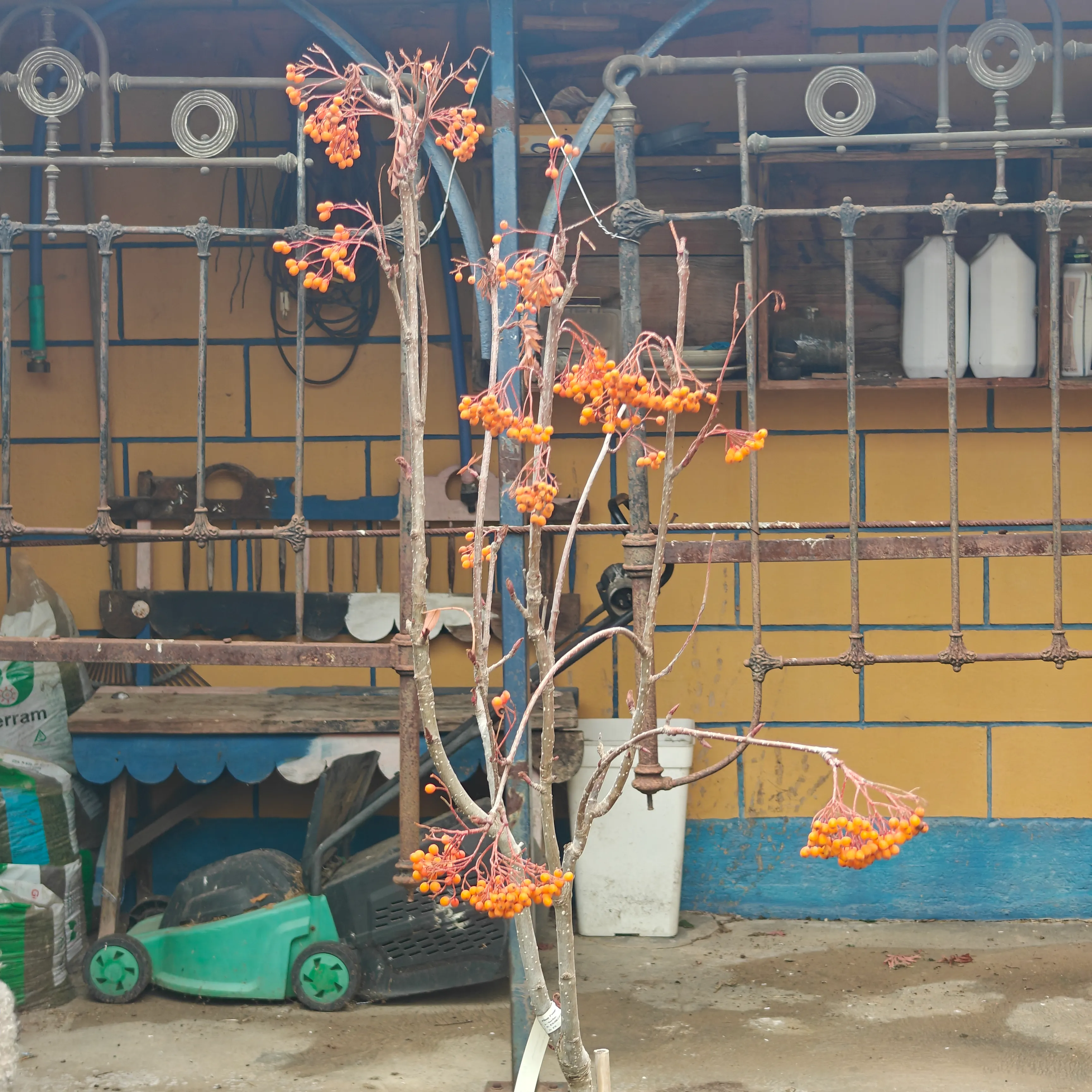 Sorbus aucuparia 3