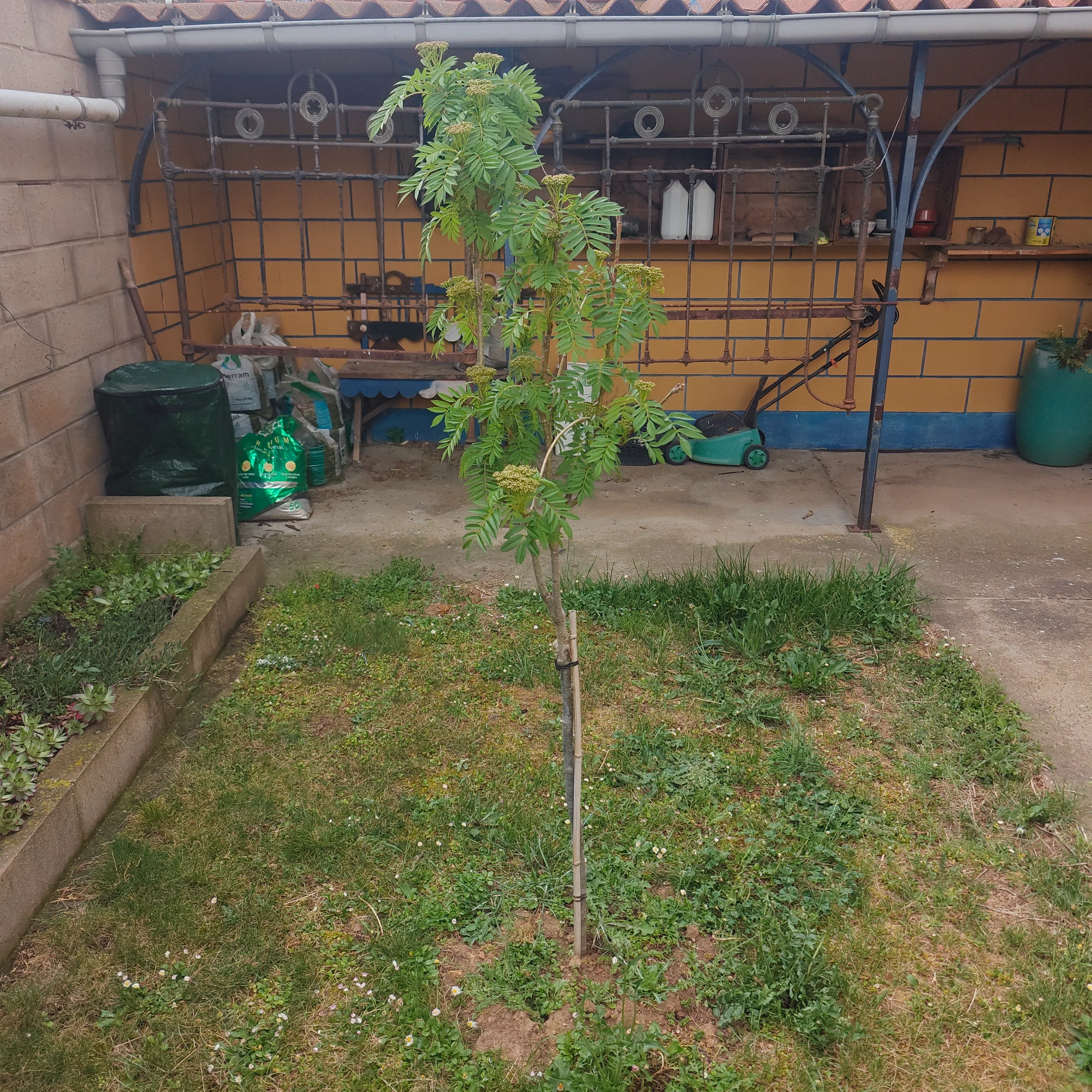 Sorbus aucuparia 2