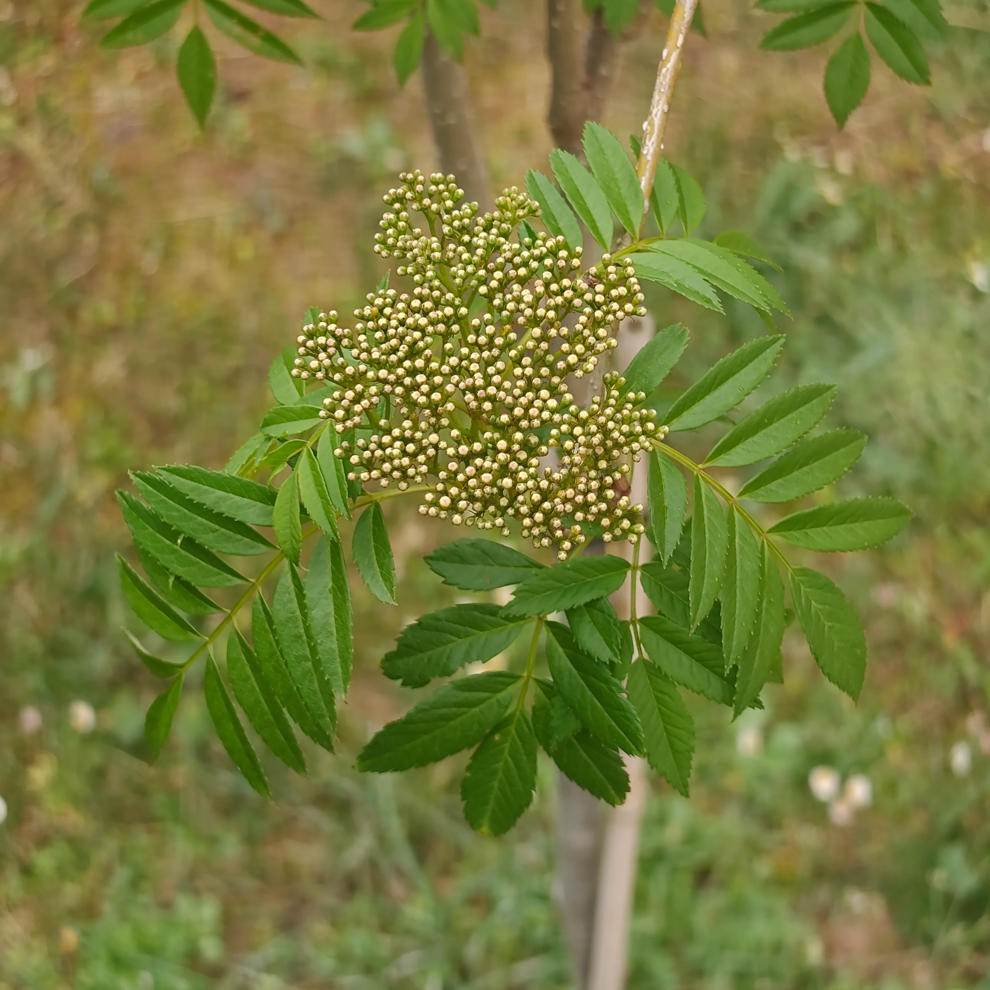 Sorbus aucuparia 5