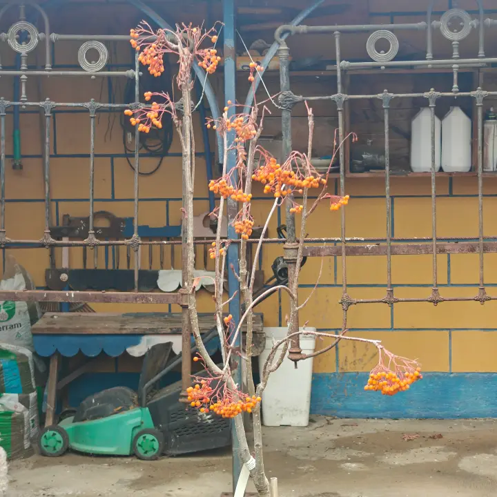 Sorbus aucuparia 3
