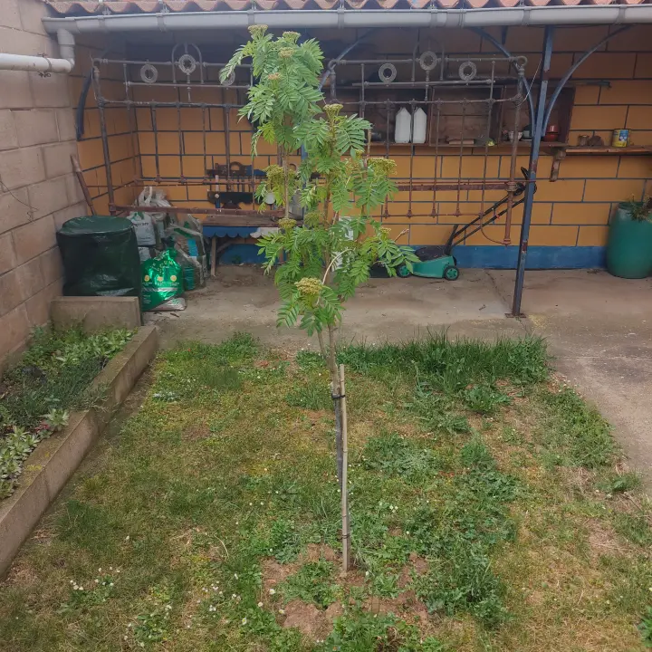 Sorbus aucuparia 2