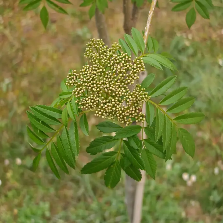 Sorbus aucuparia flor 2