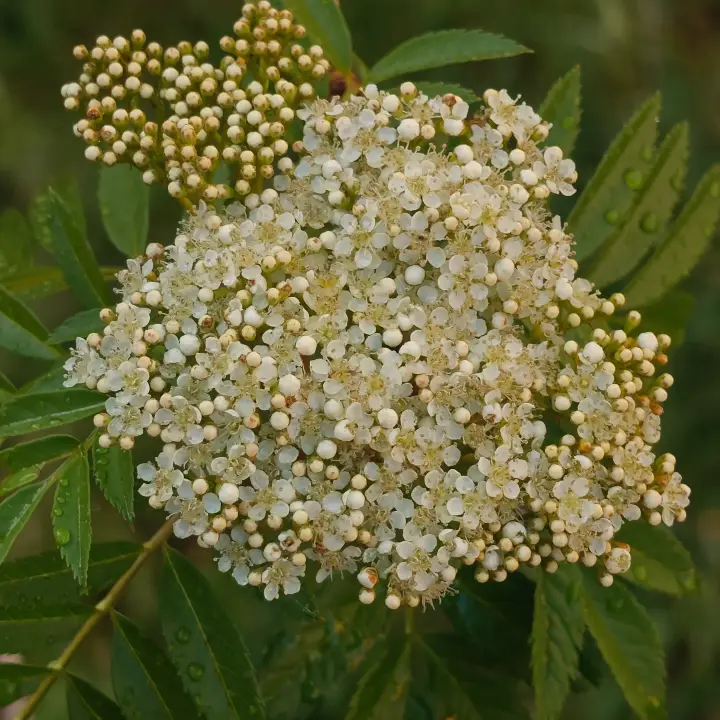 Sorbus aucuparia flor 1