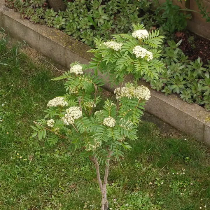 Sorbus aucuparia 1