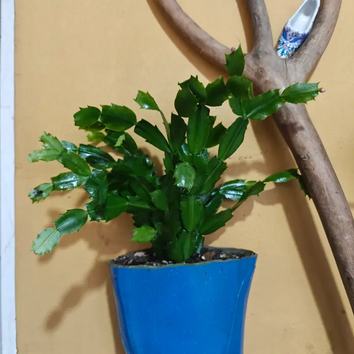 Schlumbergera 1
