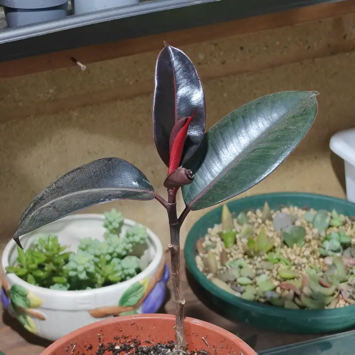Ficus elastica 1