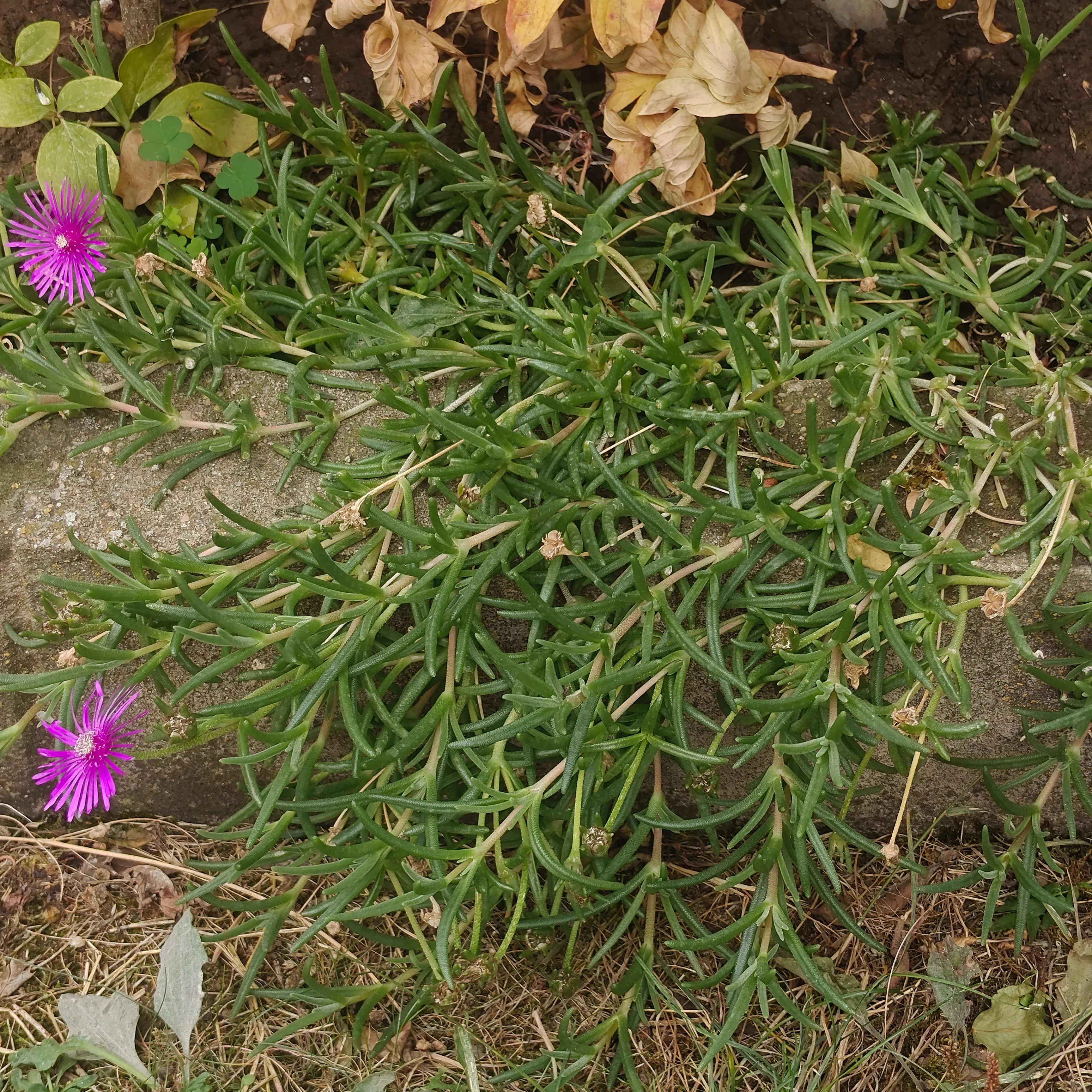 Delosperma cooperii 2