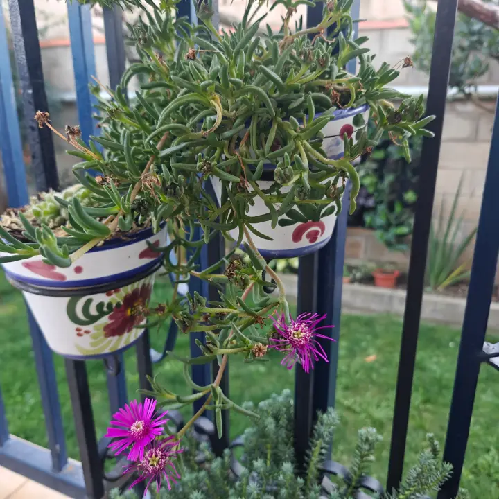 Delosperma cooperii 1