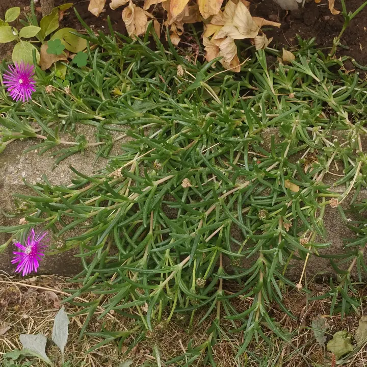 Delosperma cooperii 2