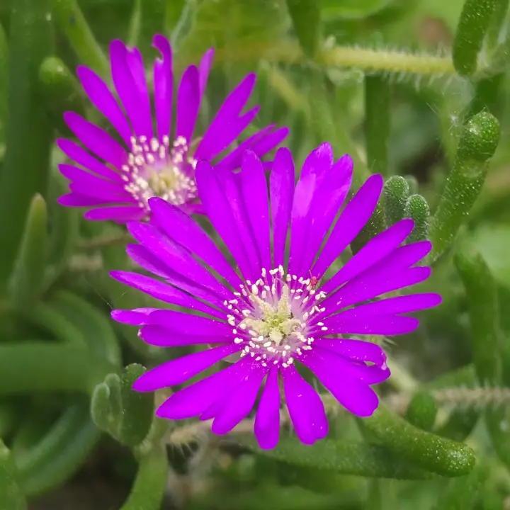 Delosperma cooperii flor 1