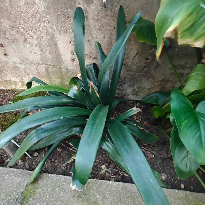 Clivia Miniata 1