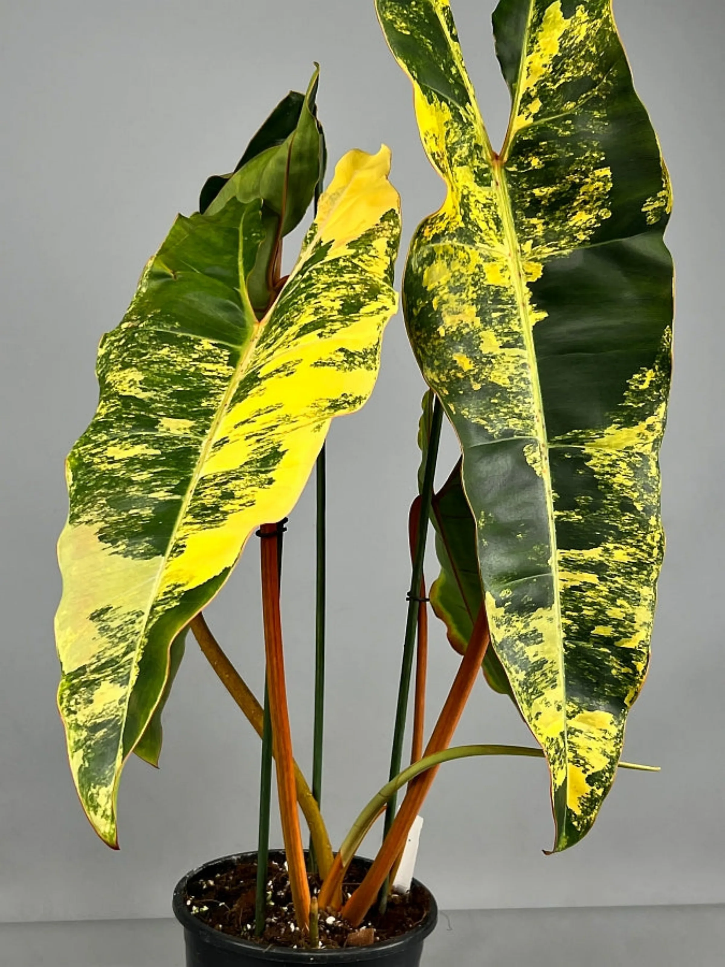 Philodendron Billietae Variegado