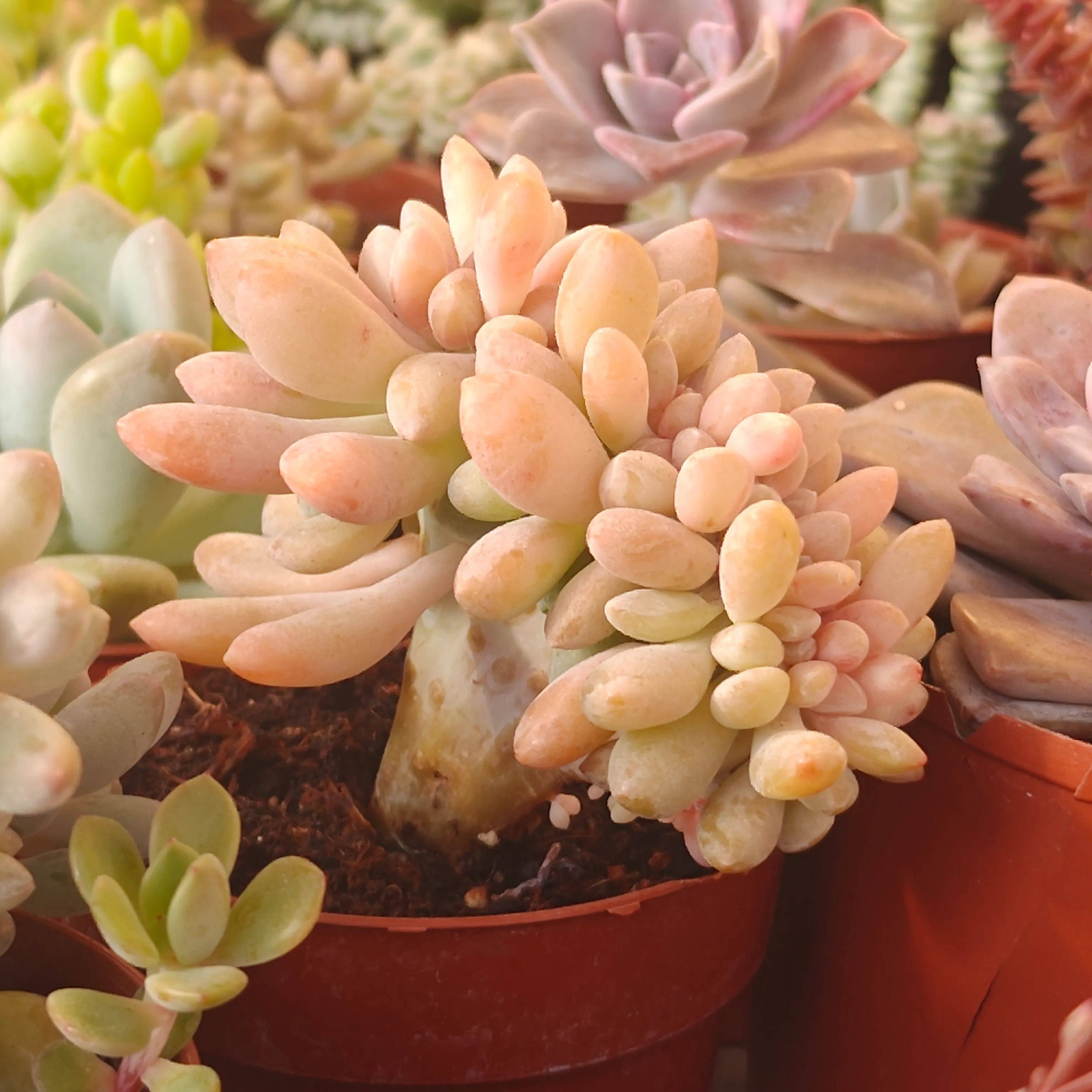 Pachyveria Clavifolia Crestata 2