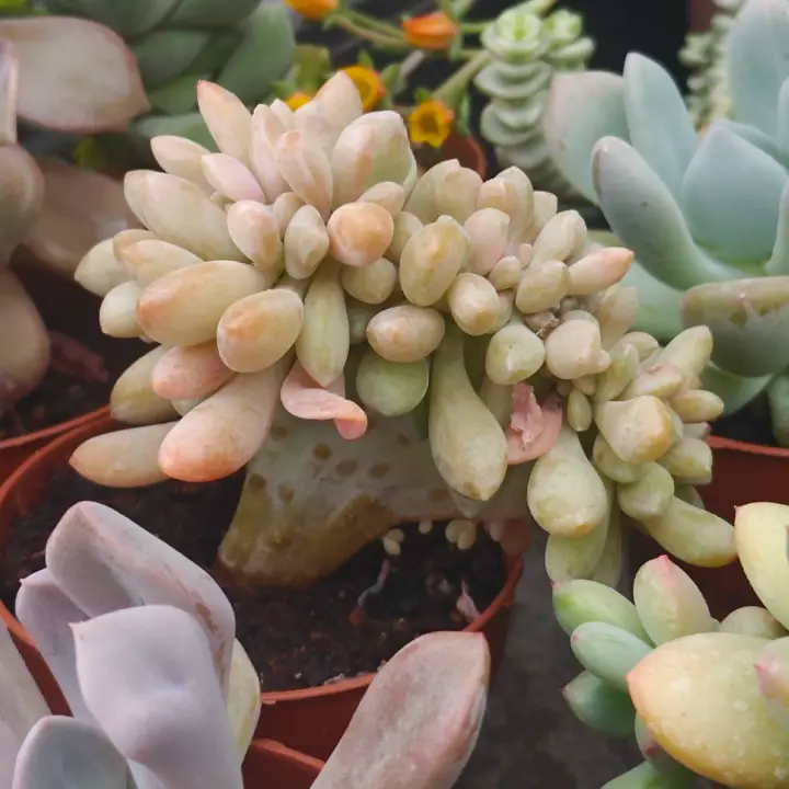 Pachyveria Clavifolia Crestada 1